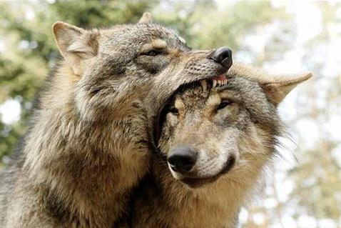 wolves-eating-head